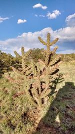 Cactus growing on field against sky