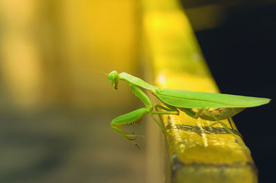 Close-up of grasshopper on leaf