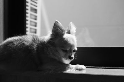 Close-up of a dog looking at home