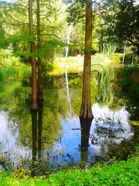 Reflection of trees in lake against sky