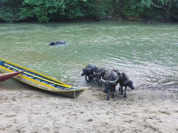 High angle view of horse in lake