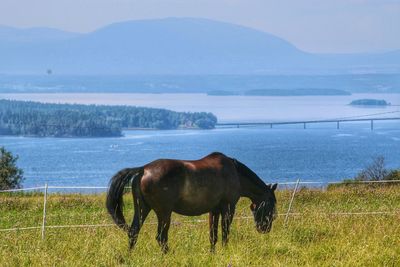 Horses grazing on grassy field