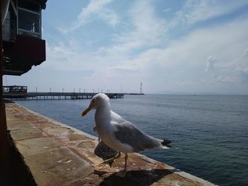 Seagull perching on a sea