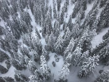 Snow covered pine trees in forest during winter