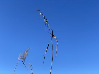 Low angle view of a bird flying against clear blue sky