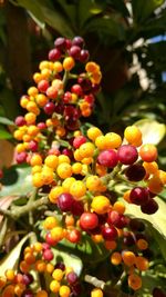 Close-up of fruits hanging on tree