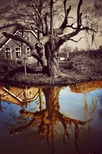 Reflection of bare trees in puddle