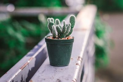 Close-up of cactus plant on railing