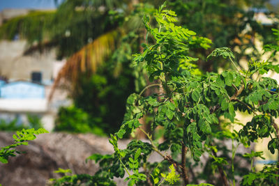 Close-up of lizard on plant