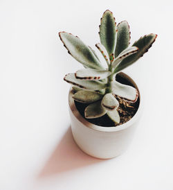 potted plant
