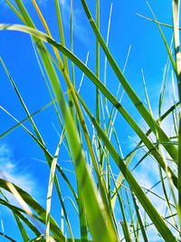 Low angle view of trees against blue sky