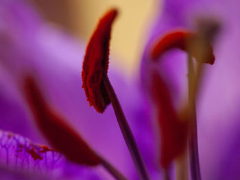 Close-up of purple flower