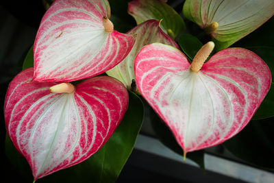 Three pink and white anthuriums growing on a plant.