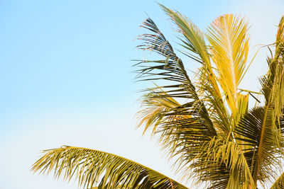 Low angle view of palm tree against clear sky