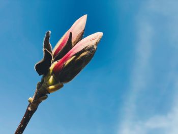 Close-up of pink flower buds against blue sky