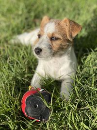 High angle view of dog looking away on field