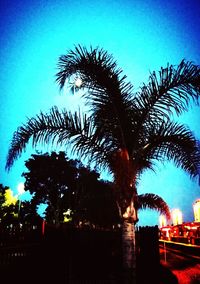 Low angle view of palm trees against blue sky