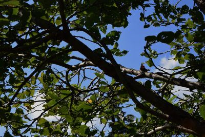 Low angle view of tree against sky