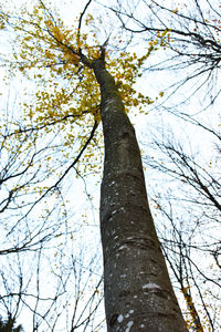 Low angle view of tree against sky