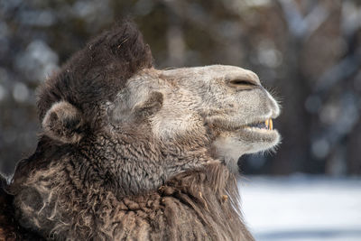 Close-up of an animal