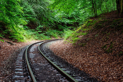 View of railroad tracks in forest