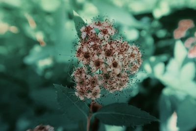 Close-up of wilted plant