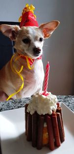 Close-up of a dog with ice cream