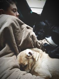 High angle view of boy sleeping with dogs at home