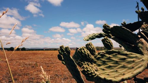 Close-up of cactus growing on field against sky