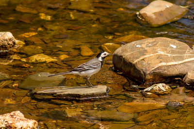 View of birds on rock