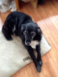 Dog looking away