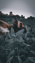 Close-up of a dog lying down