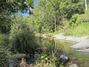 Scenic view of lake in forest