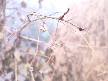 Close-up of dried plant