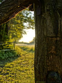 Close-up of tree trunk on field