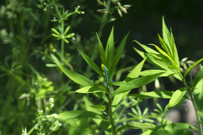 Close-up of fresh green plant