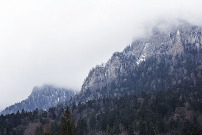 Scenic view of trees growing on mountain against sky