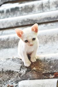 Portrait of kitten on retaining wall