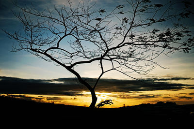 Silhouette of bare trees on landscape at sunset