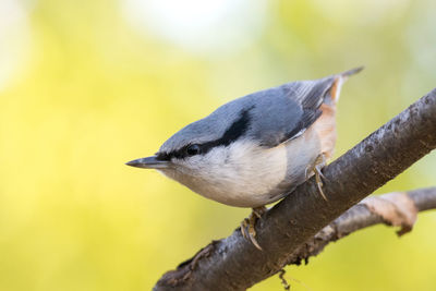 Close-up of bird perching on a branch