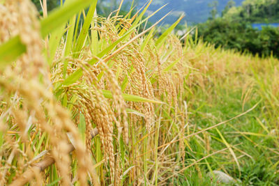 Close-up of stalks in field