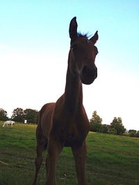 Side view of horse on field against sky