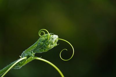 Close-up of green leaf