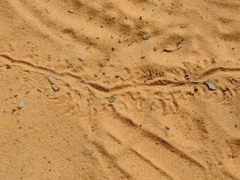 Lizard footprints in the sand trails detailed close up red cliffs desert reserve st george utah, usa