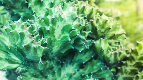 Full frame shot of plants