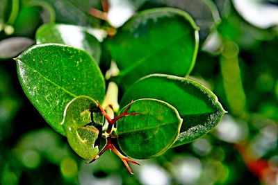 High angle view of berries on plant