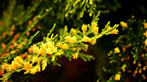 Close-up of yellow flowering plant leaves