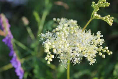 Close-up of white flowering plant