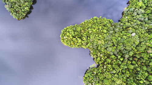 Aerial view of lake by forest