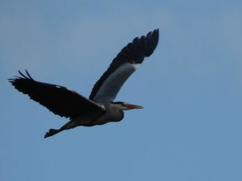 Low angle view of bird flying against clear blue sky